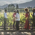Wine Tasting in vineyards